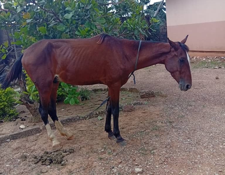 Owners of stray horses to face sanctions - Kwara environmental agency warns