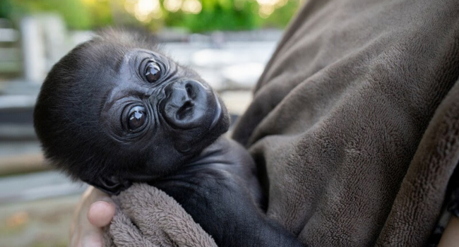 Nigerian NGO Slams Turkish Decision To Keep Rescued Baby Gorilla • Channels Television