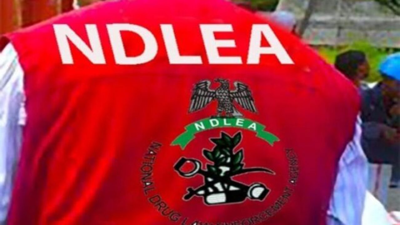 NDLEA destroys 8,165kg of illicit drugs in Yobe