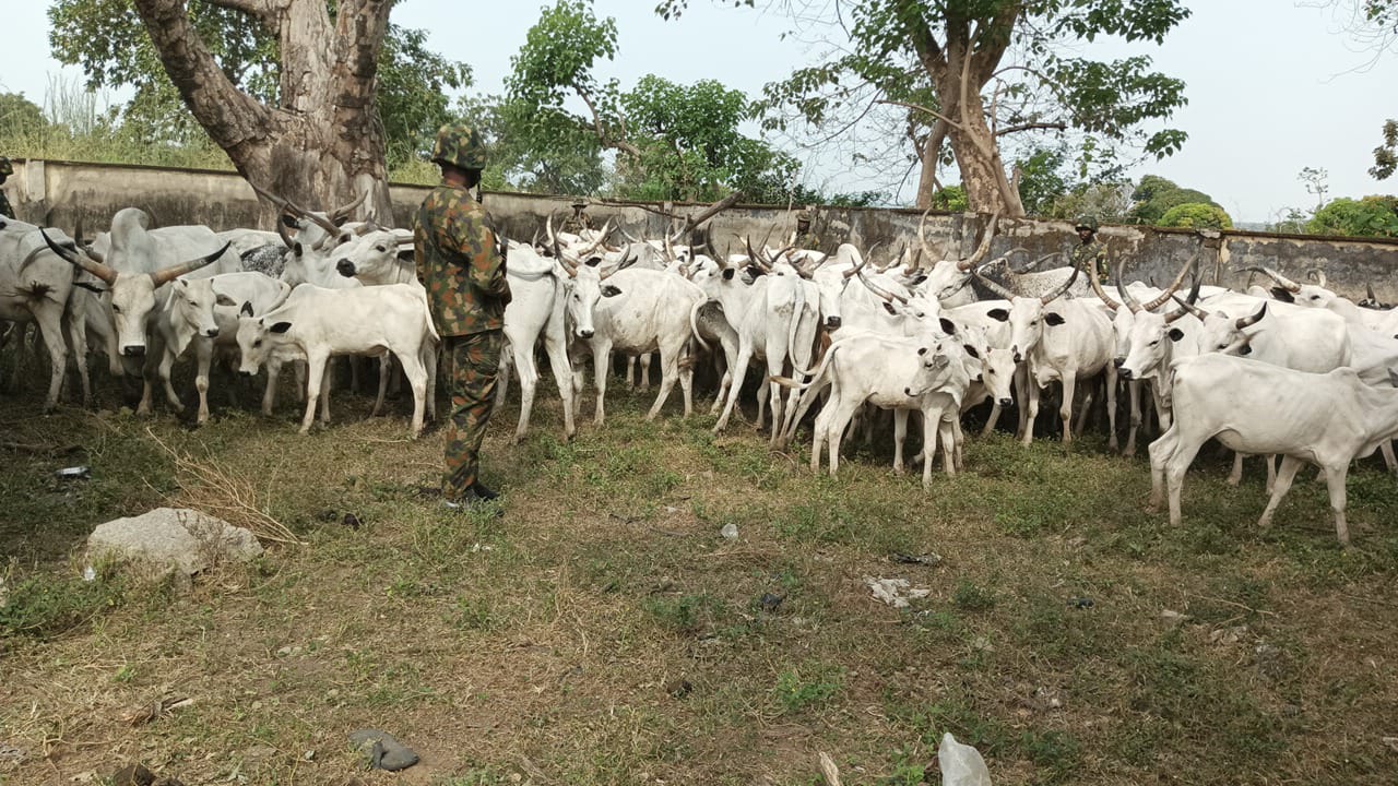 Army dislodges armed criminals, recovers 91 rustled cattle in Taraba